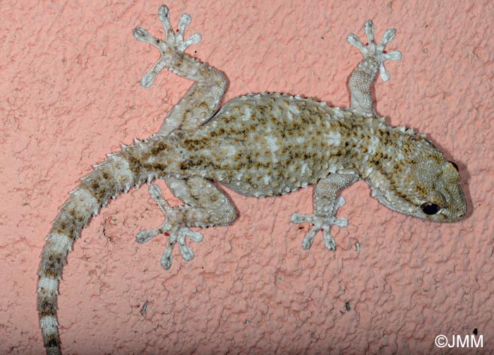 Tarentola mauritanica Tarente de Maurétanie — free download